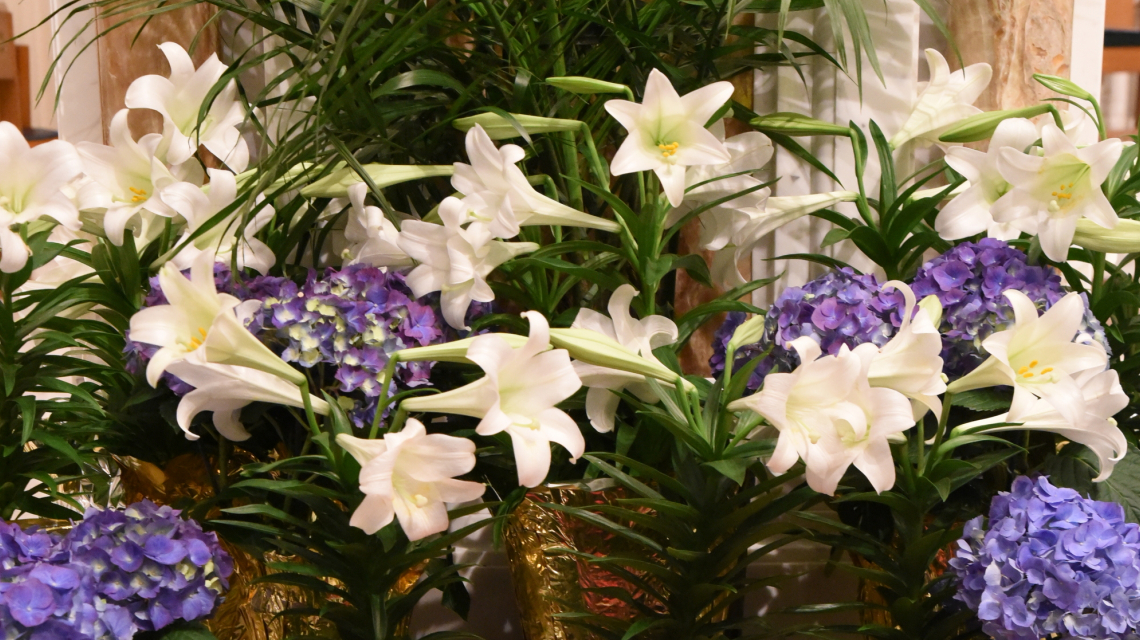 Easter lilies at the Cathedral of the Immaculate Conception in Portland.
